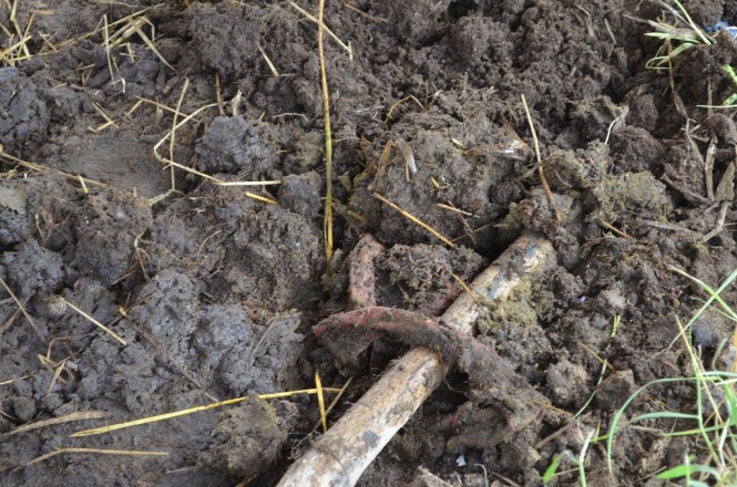 13285189833_4f20afaef5_b