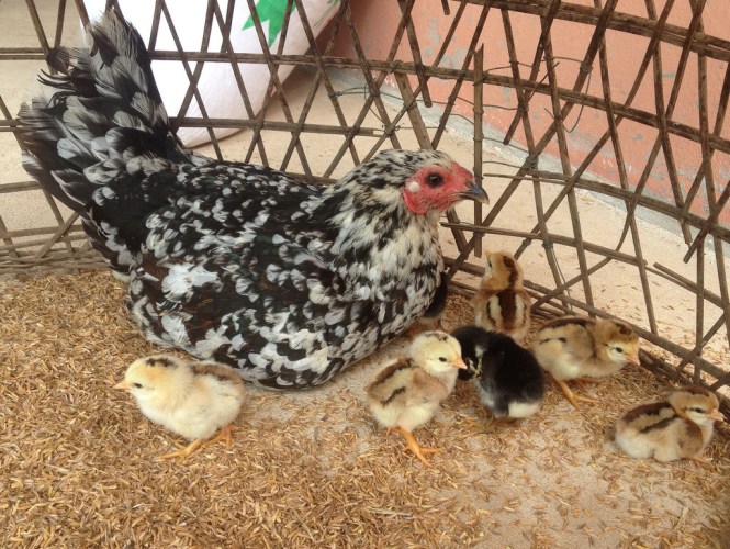 13355324714_fac514a7c6_b