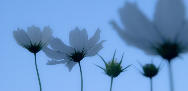 Used under CC 2.0 Propinquity